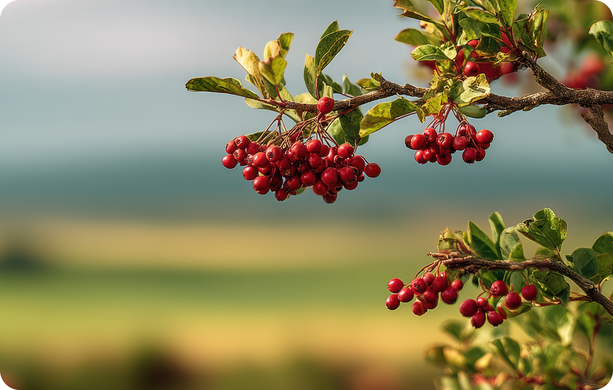 nuevo-amanecer-nosotros-agricultural-logistics-innovation-desktop