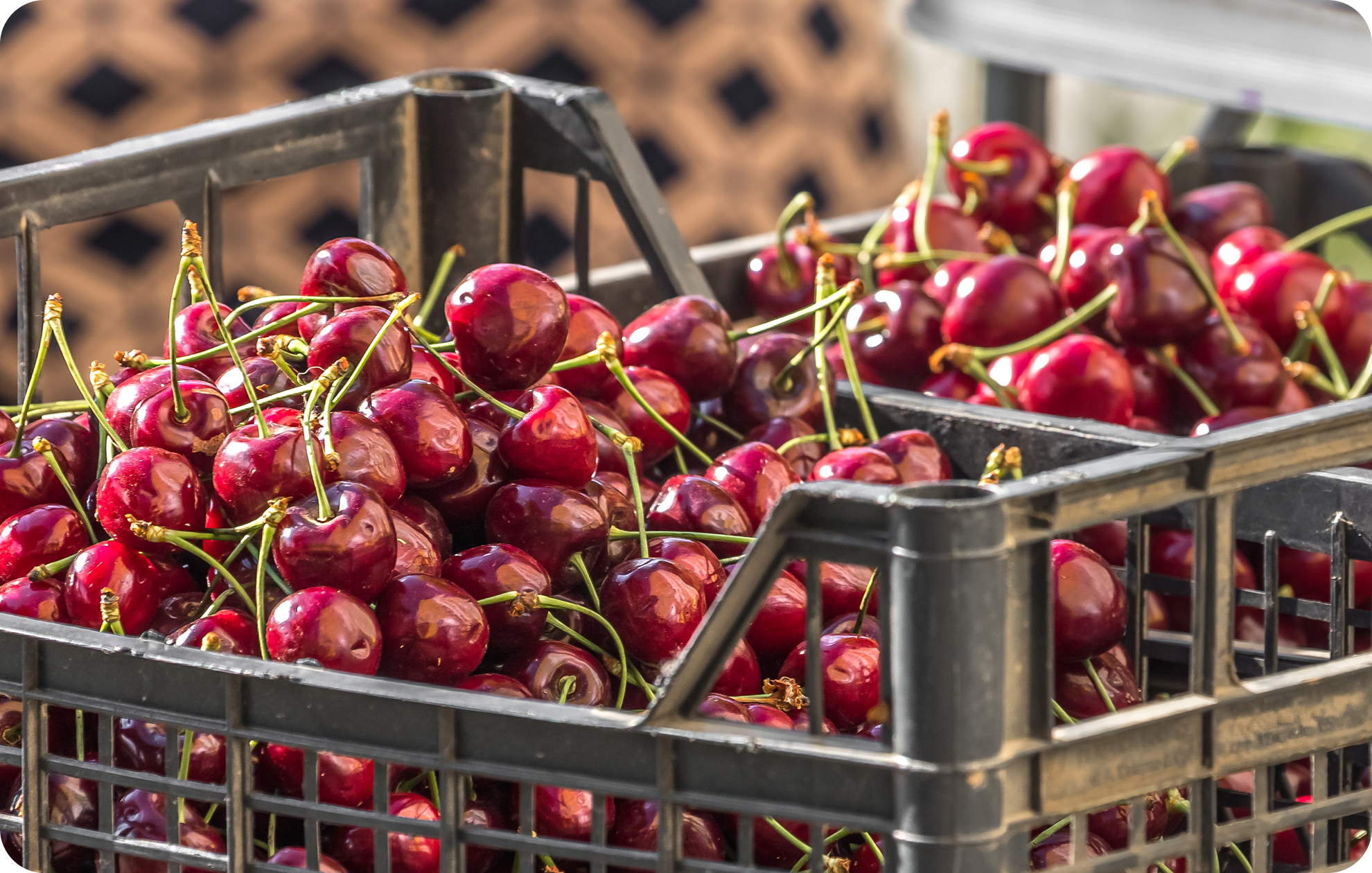 nuevo-amanecer-nosotros-fresh-fruit-delivery-excellence-desktop
